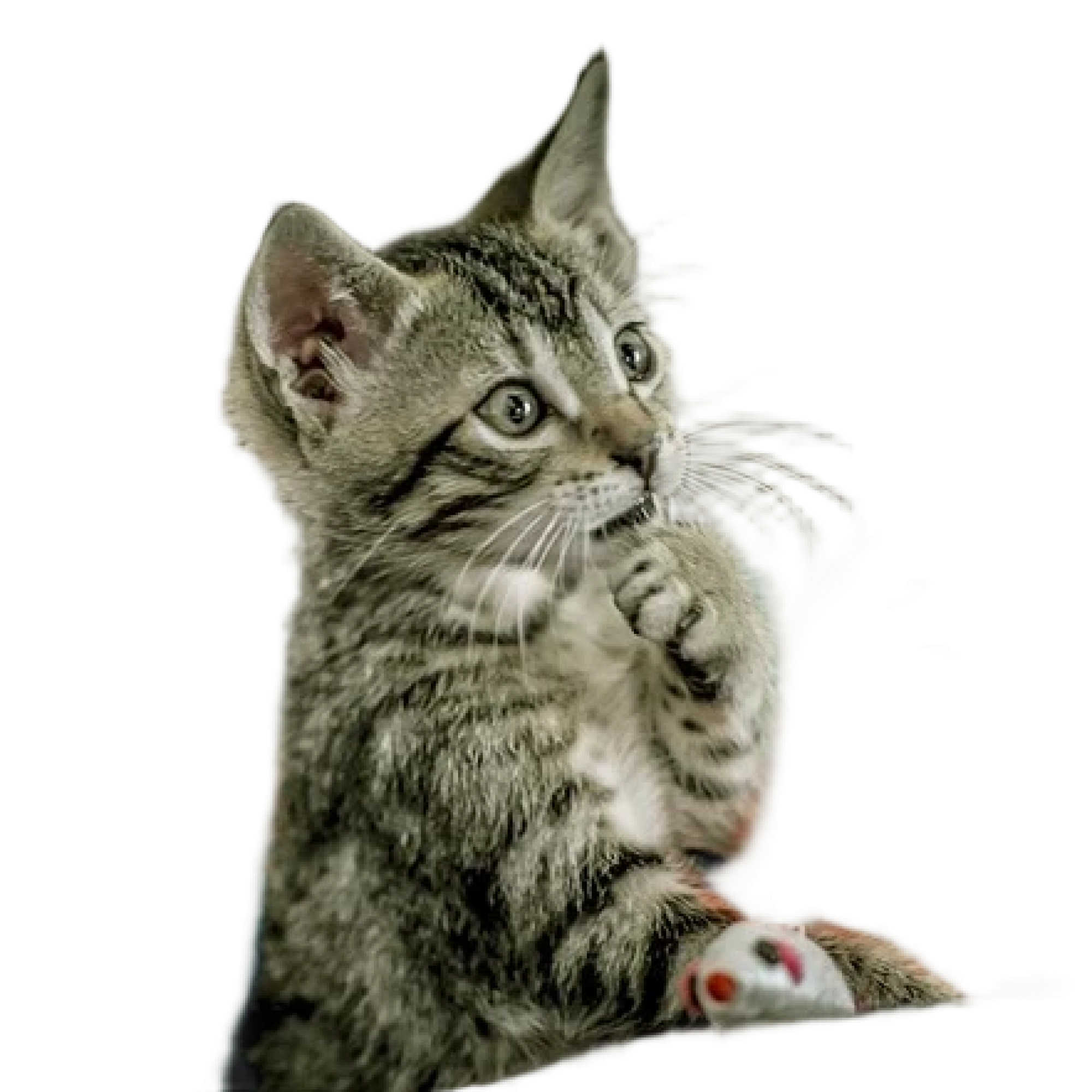 cat-4451003_640-artguru